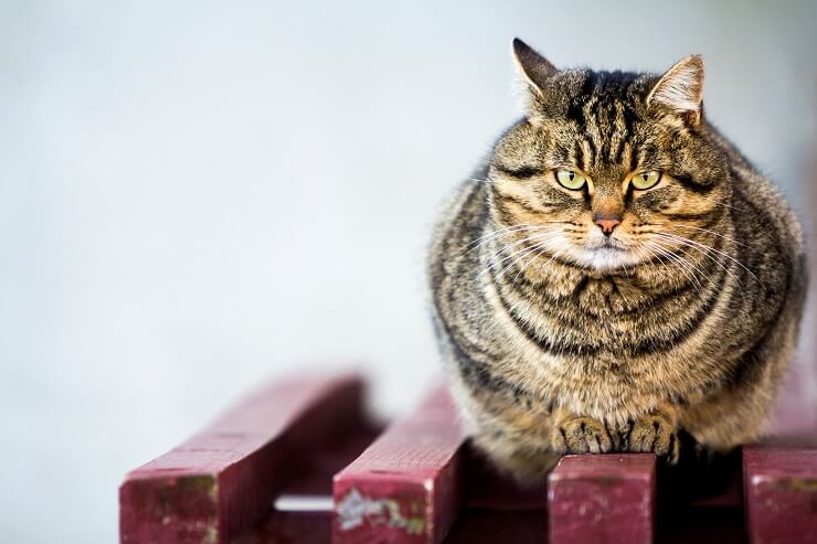 Un chat en surpoids ou obèse, soulignant le problème de l'obésité féline et l'importance d'une alimentation saine.