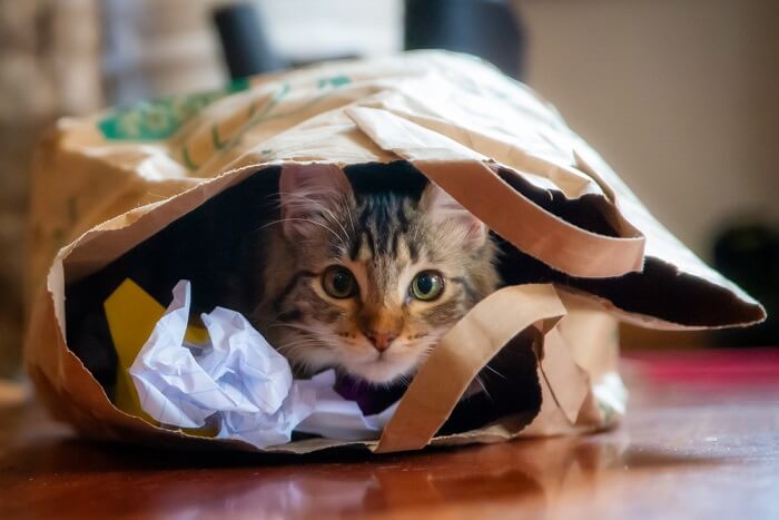 chat stressé caché dans un sac en papier