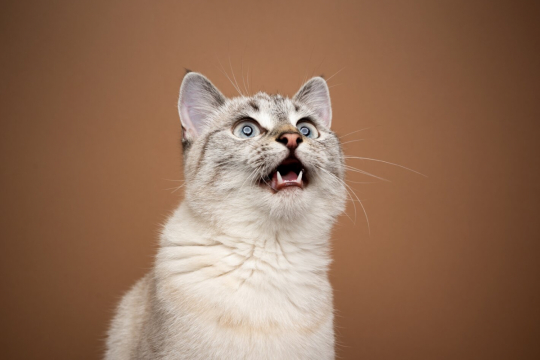 Qu'est-ce que le bavardage des chats et pourquoi les chats le font-ils ?