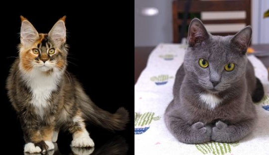 9 choses que vous ne saviez probablement pas sur les chats polydactyles