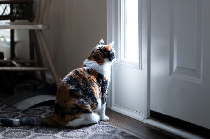 Image mettant en vedette un chat Calico triste.