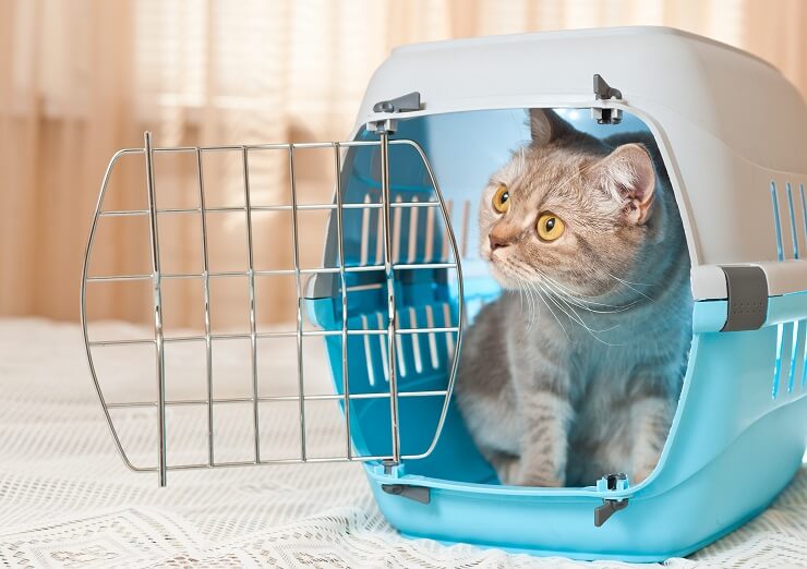 Caisse de transport pour chat