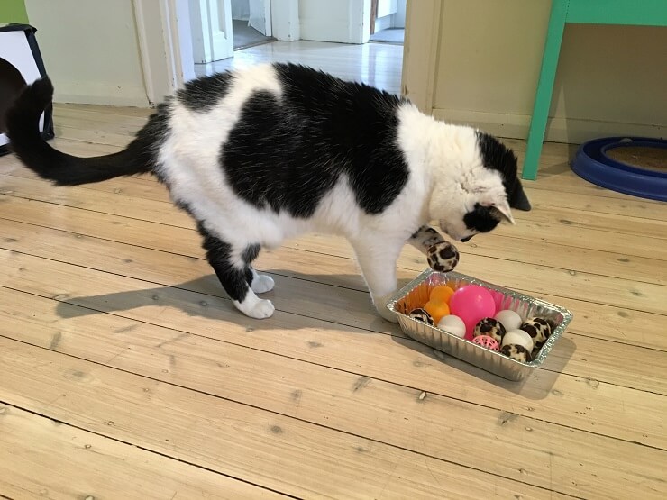 Image présentant une mangeoire puzzle maison pour chats, créée par Melina, conçue pour stimuler l'engagement mental et ralentir l'alimentation.