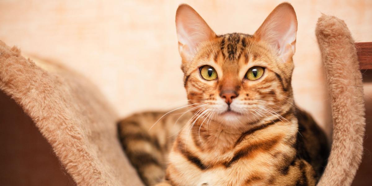 Image captivante d'un chat du Bengal, affichant ses captivantes marques en rosette et son pelage vibrant, capturant l'apparence distinctive et séduisante de la race.