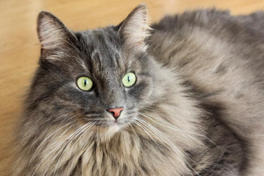 10 faits fascinants sur le cerveau des chats