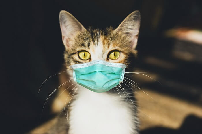 Coronavirus chez les chats (Covid-19) : causes, symptômes et traitement