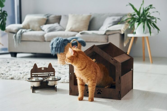 Comment présenter un nouveau chat à votre foyer ? - Cats.com