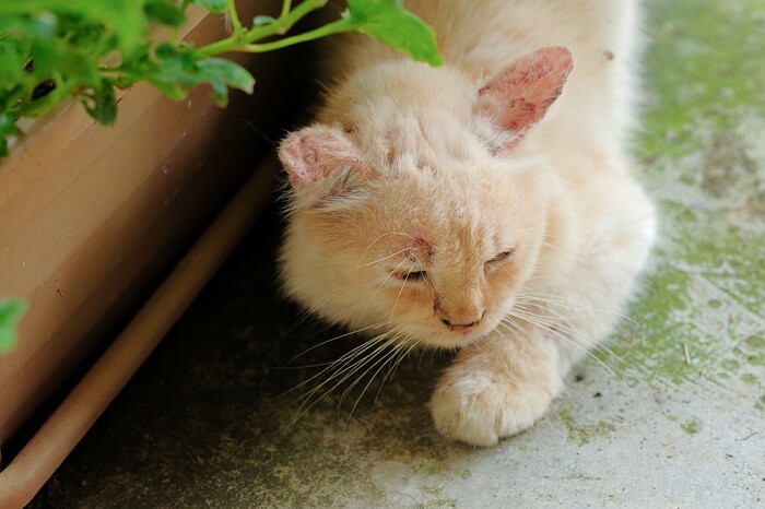 chat infecté par un champignon