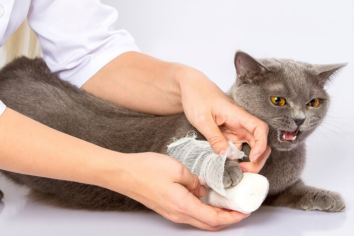 Image représentant un chat manifestement mal à l'aise physiquement, montrant des signes de douleur à travers sa posture et son expression, nécessitant peut-être une attention et des soins urgents.