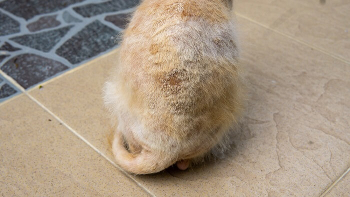 Un chat assis sur un sol carrelé.