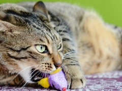 Image capturing a cat engaged in suckling behavior, a natural instinct often displayed as a comforting action, reminiscent of kittenhood.