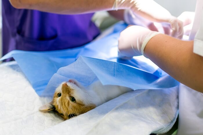 Chat subissant une opération chirurgicale