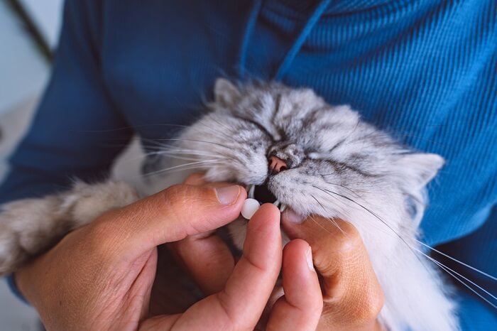 Image illustrant le processus de prise de médicaments par un chat, soulignant la coopération entre un propriétaire d'animal responsable et son compagnon félin pour assurer une administration appropriée des médicaments prescrits pour la santé et le rétablissement.