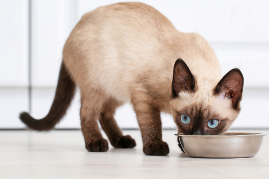Le guide complet de l'alimentation du chaton au sénior.