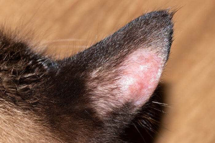 Lésion sans poils sur l'oreille d'un chat