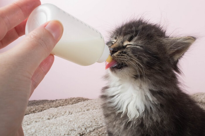 Une image capturant la vue attachante d'un chaton tenant un biberon