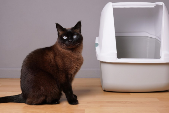 6 raisons courantes pour lesquelles les chats urinent en dehors de leur litière.