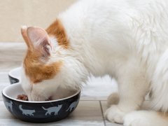 little kitten eats food from a bowl