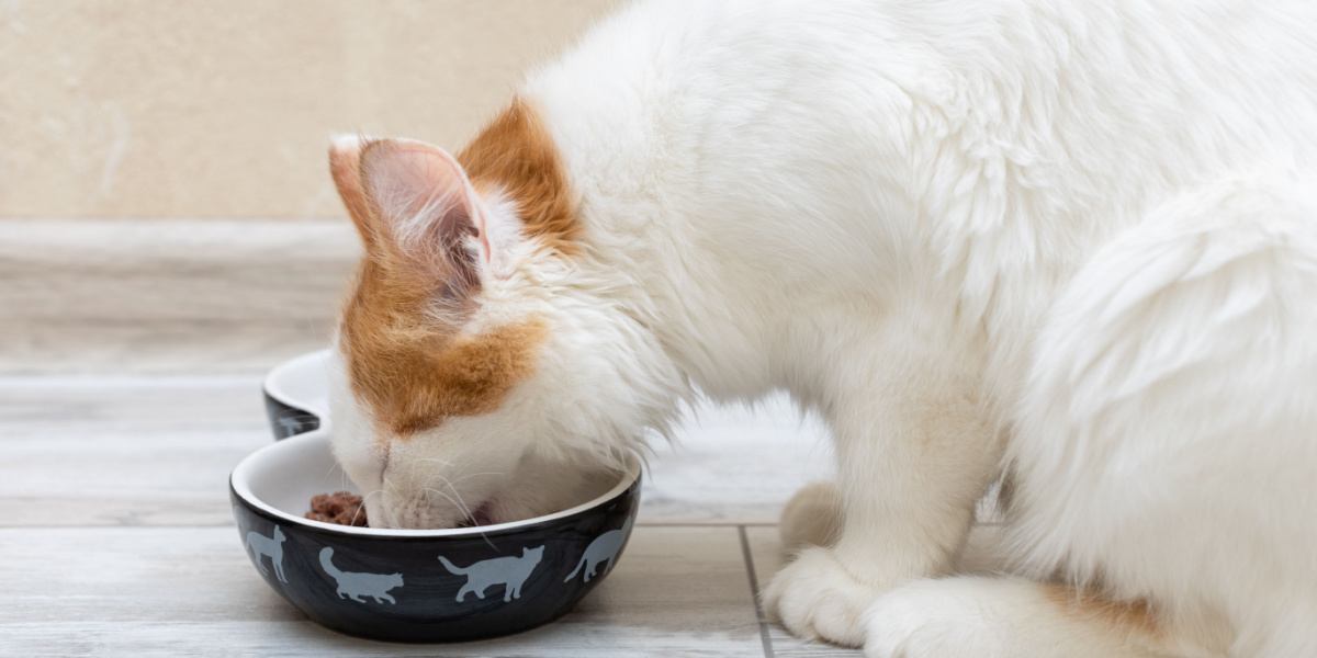 un petit chaton mange de la nourriture dans un bol