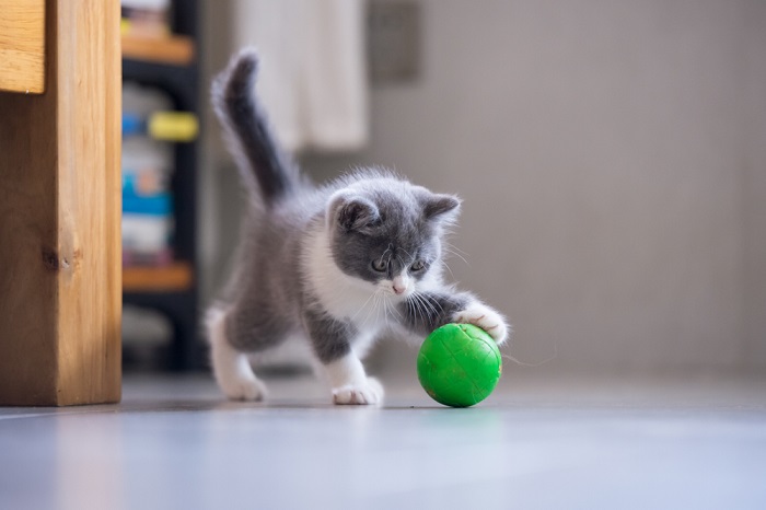 Une image ravissante d’un chaton joueur, plein d’énergie et de curiosité, engagé dans une séance de jeu animée.