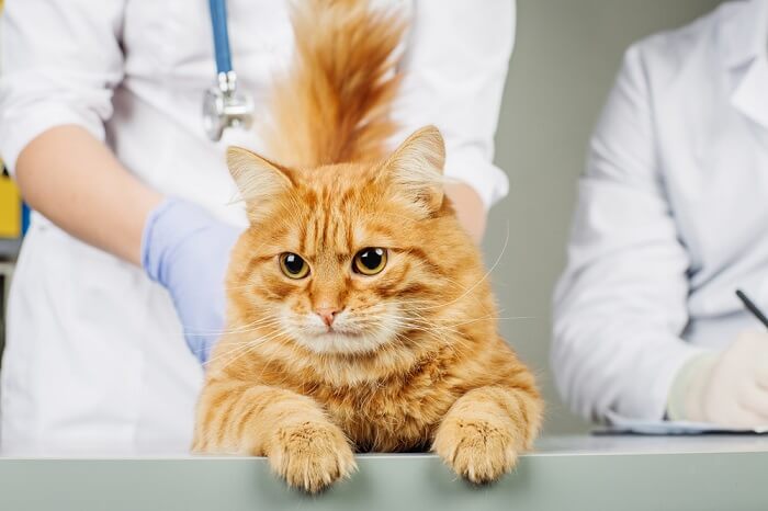 Image d'un vétérinaire s'occupant d'un chat.