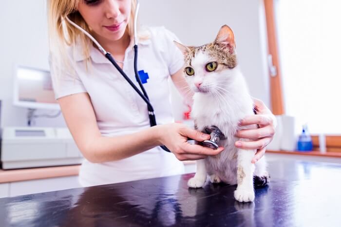 Image d'un vétérinaire examinant l'estomac d'un chat.