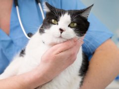 veterinarian is holding a cute white cat