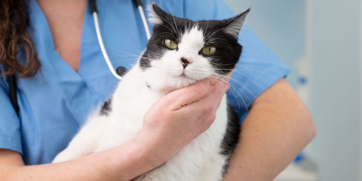 Le vétérinaire tient un joli chat blanc