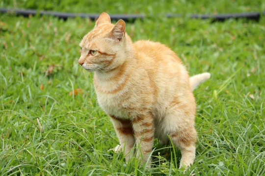 Pourquoi mon chat ne couvre-t-il pas ses excréments ? Les 6 causes principales expliquées.