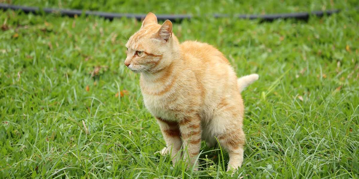 Image d'un chat couvrant ses excréments après avoir déféqué.