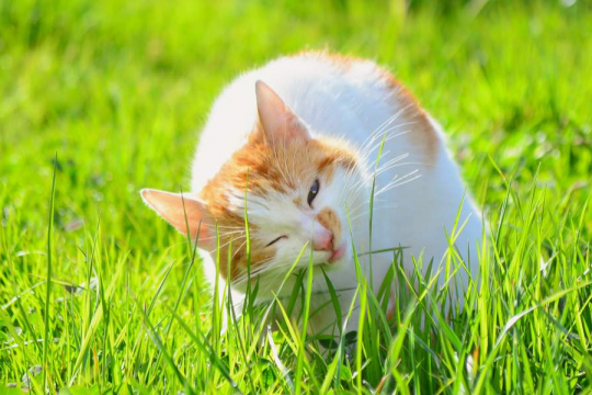 Pourquoi les chats mangent-ils de l'herbe ? Faut-il s'inquiéter ?