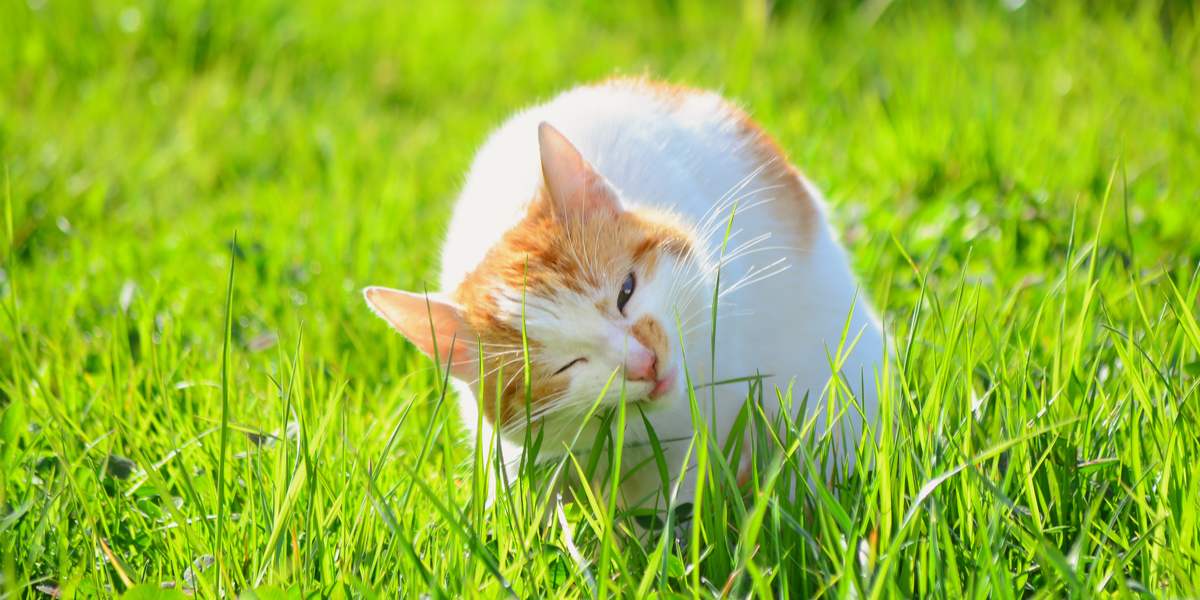 Une image d'un chat grignotant de l'herbe, mettant en valeur son comportement naturel consistant à manger des légumes verts comme aide potentielle à la digestion ou comportement instinctif.