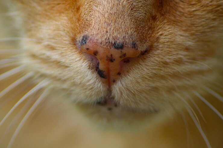 Une image en gros plan du visage d'un chat orné de taches de rousseur attachantes, lui donnant une apparence unique et charmante.