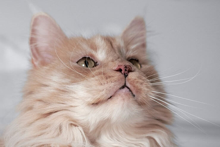 Une image captivante du visage d'un chat, orné de charmantes taches de rousseur sur son nez et ses moustaches, ajoutant une touche d'unicité à son adorable visage.