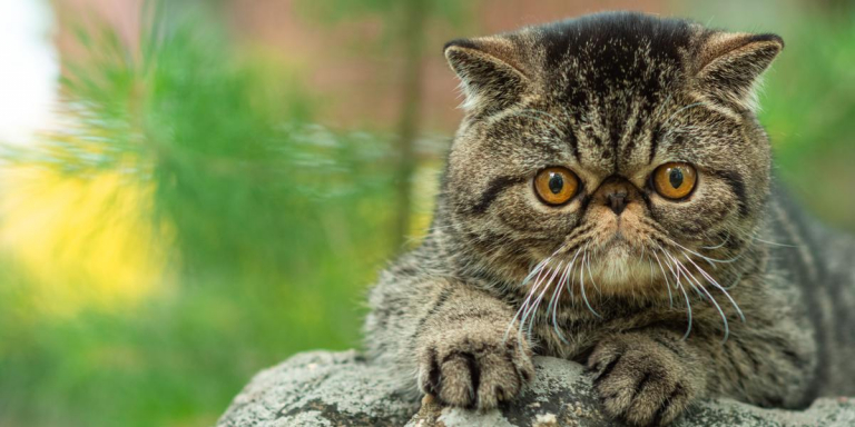 Les 10 choses que les chats détestent le plus.