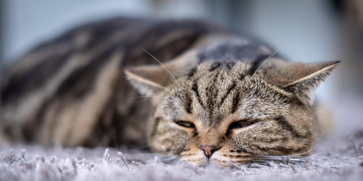 chat léthargique et endormi sur un sol avec de la moquette