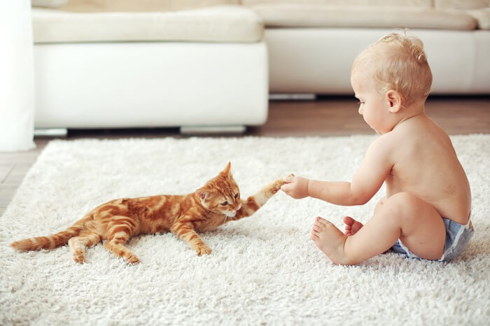 Une adorable image d'un chat et d'un bébé se serrant la main, symbolisant une interaction délicieuse et douce entre les deux.