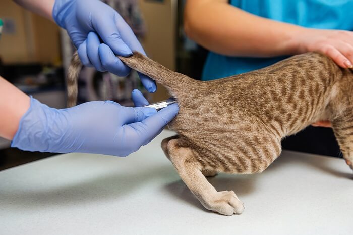 Une personne vérifiant la température d'un chat, une procédure vétérinaire courante pour évaluer la santé des félins.