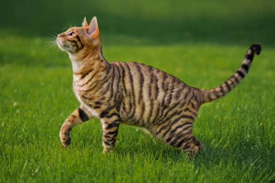 Les chats sont-ils intelligents ? La science a une réponse