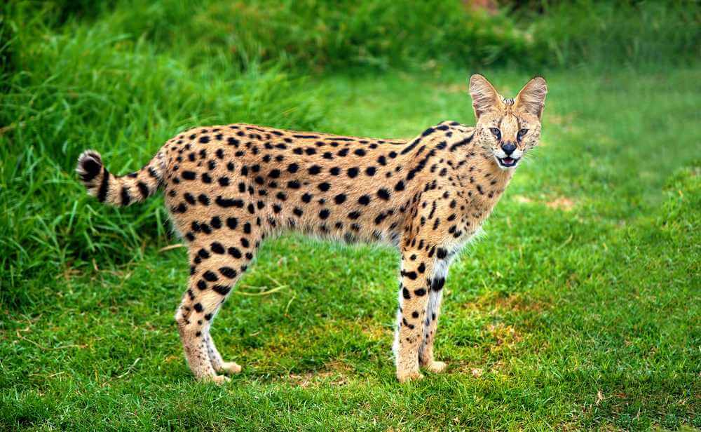 Chat serval alerte