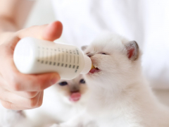 An image illustrating the nurturing act of bottle-feeding kittens