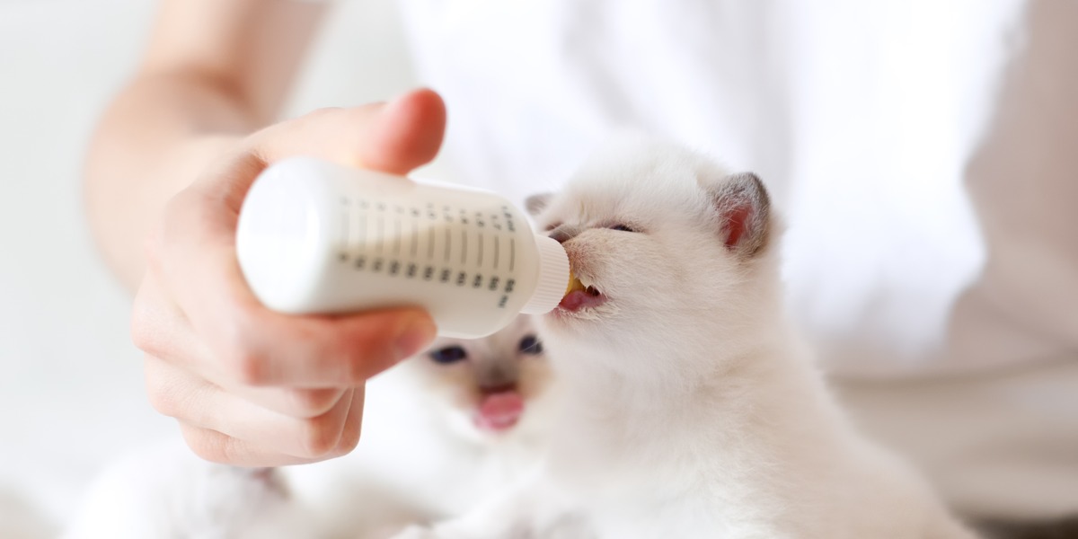 Une image illustrant l'acte nourrissant consistant à nourrir les chatons au biberon