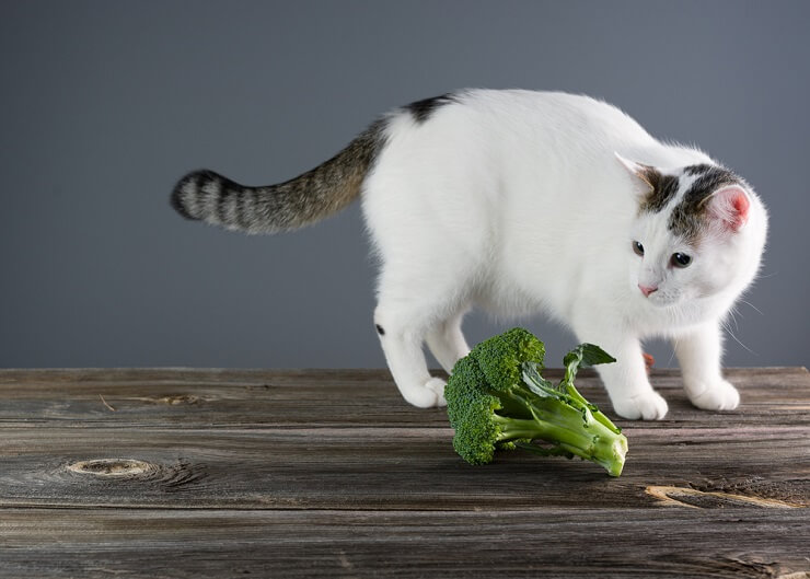 Un chat teste le brocoli, une exploration culinaire curieuse