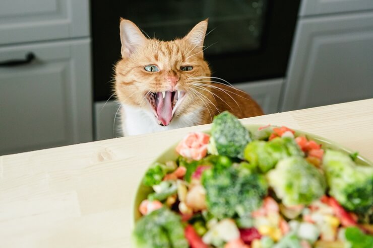 Chat examinant une assiette de brocoli, faisant preuve de curiosité.