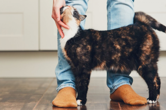 8 façons de faire en sorte que votre chat vous aime encore plus