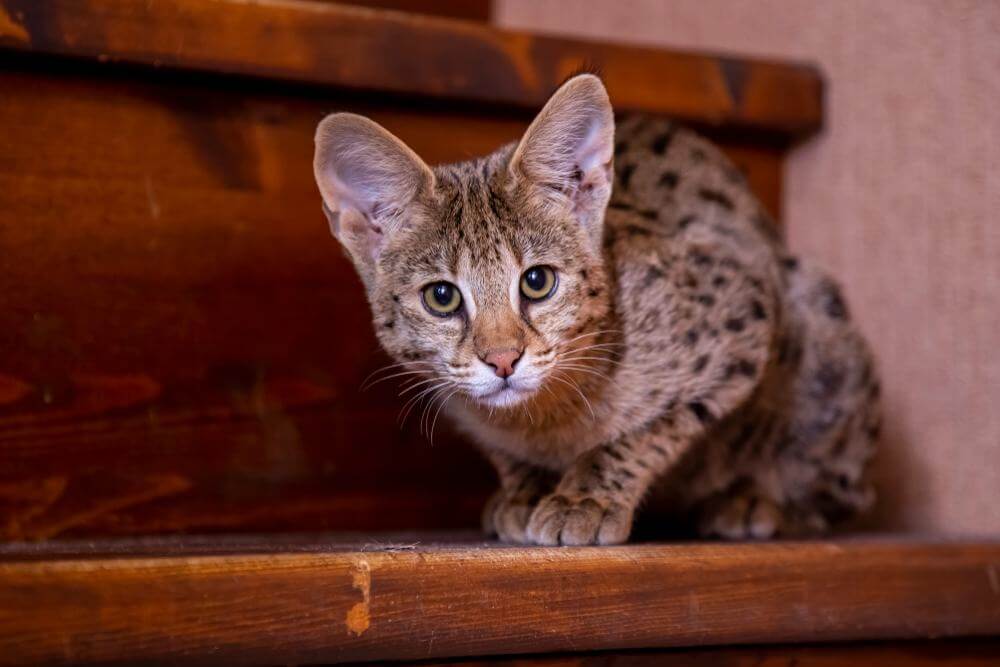 Chat Savannah F1 assis dans les escaliers