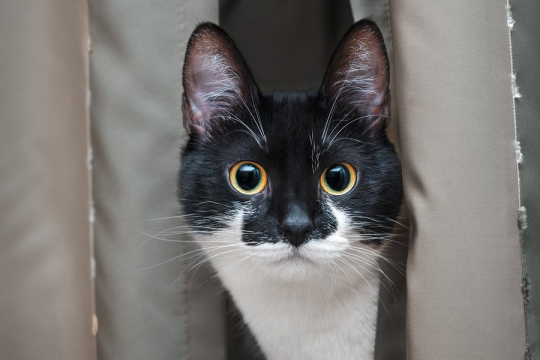 Pourquoi mon chat me fixe-t-il?? Les 5 principales raisons expliquées.