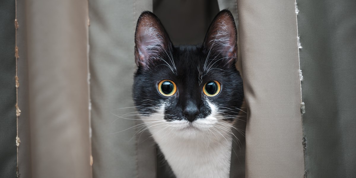 Une image intrigante capturant le regard intense d'un chat, ses yeux fixés avec une concentration inébranlable, faisant allusion à son instinct naturel et à sa curiosité.