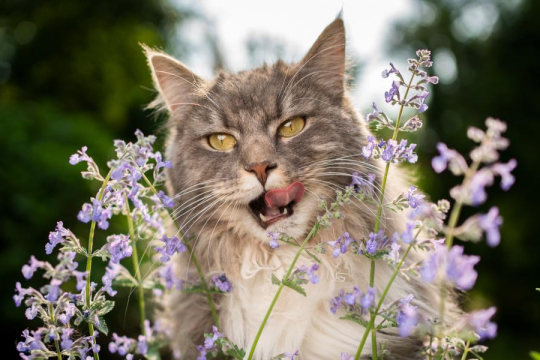 Qu'est-ce que l'herbe à chat ? Pourquoi les chats l'aiment tant.