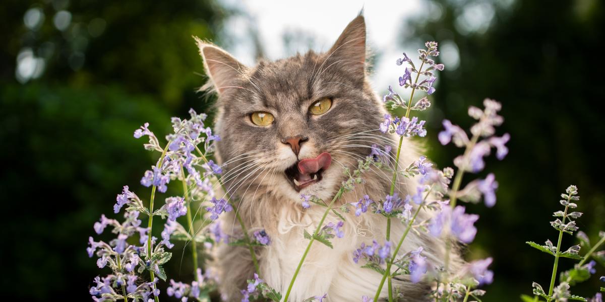 Image montrant un chat appréciant pleinement l'herbe à chat, illustrant la réponse enthousiaste et joyeuse